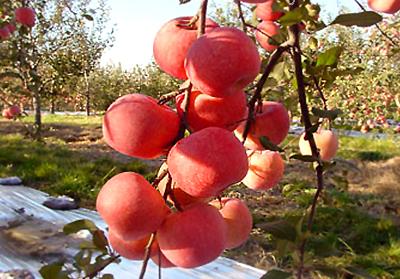 新疆美食 你吃过几样?