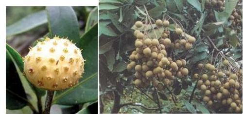 如何鉴别桂圆与疯人果 