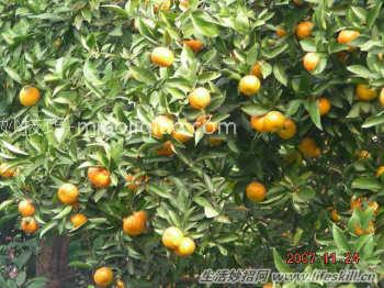 常见水果的药用功效