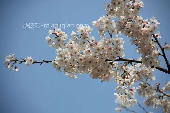 盘点国内十大最美樱花地 