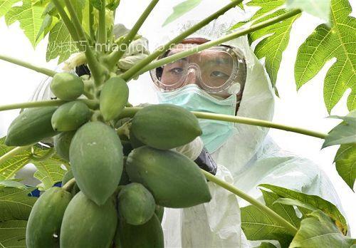 食用转基因木瓜会对抗生素产生抗药性 