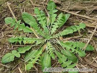 春天里能吃的野菜你都认识么？