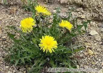 春天里能吃的野菜你都认识么？