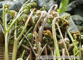 春天里能吃的野菜你都认识么？