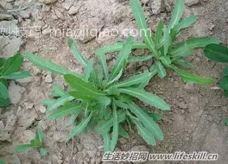 春天里能吃的野菜你都认识么？