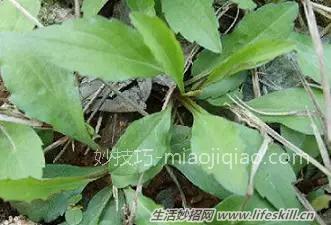 春天里能吃的野菜你都认识么？