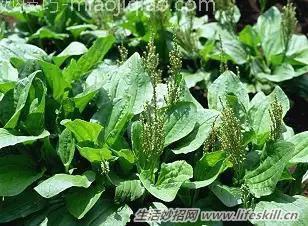 春天里能吃的野菜你都认识么？