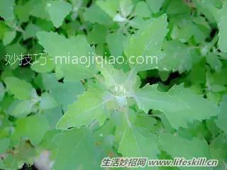 春天里能吃的野菜你都认识么？