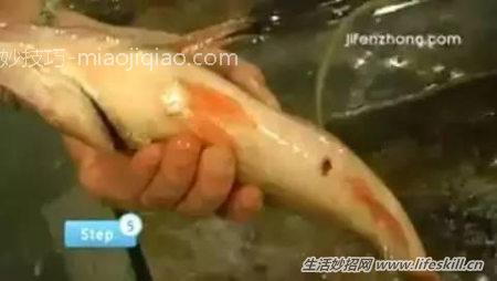 怎样挑选新鲜肥美的海鲜？