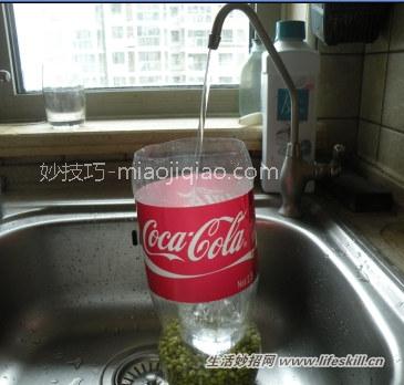 巧用饮料瓶发豆芽