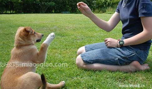 训练狗狗听指令、做动作有妙招 