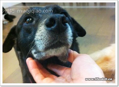 “摸”狗有诀窍!别让它害怕你的手