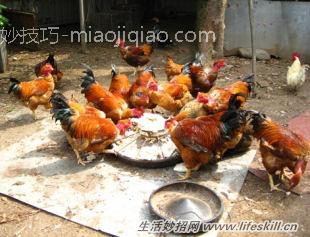 怎样消除鸡舍里的臭味？ 
