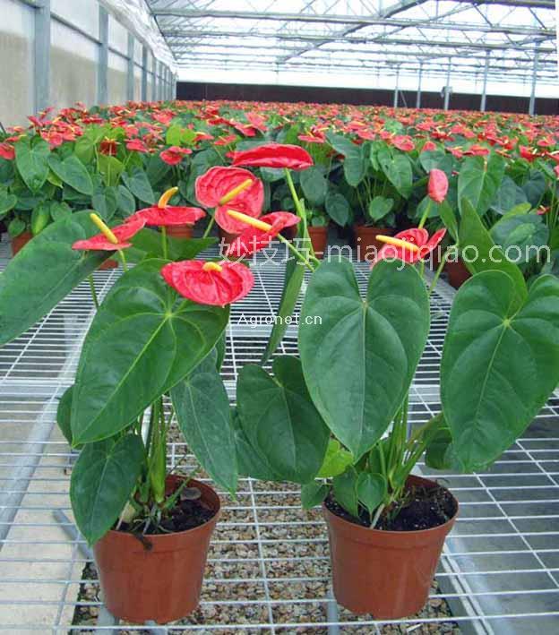 养花有什么好处 