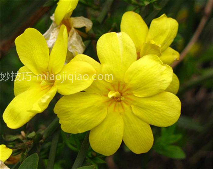 迎春花的功效与作用 