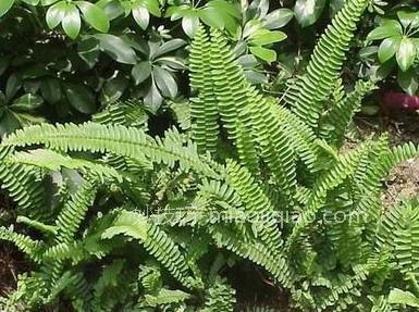 肾蕨常见有哪些种类？ 