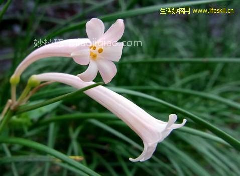 垂筒花怎样养护？ 