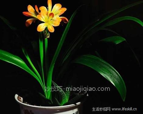 高温季节如何养护君子兰？ 