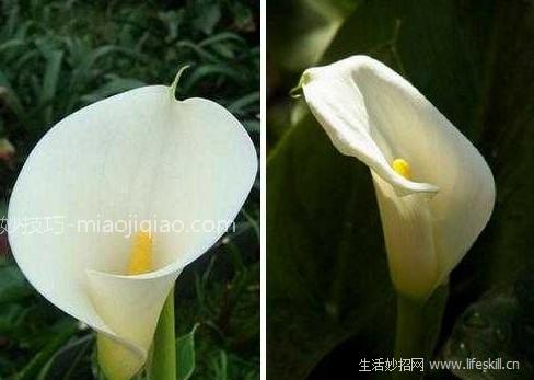 如何区分海芋和马蹄莲？ 