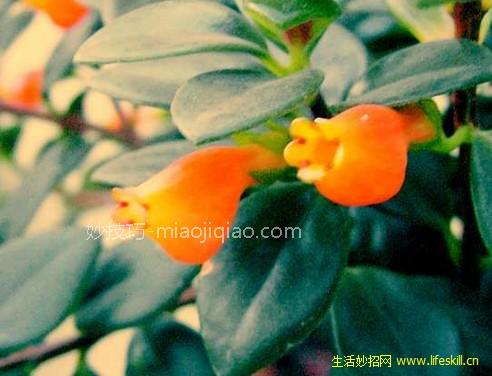 金鱼兰的栽培方法 