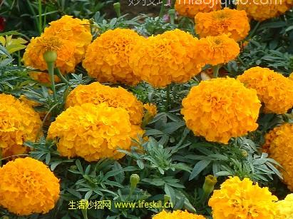 万寿菊有毒吗？ 