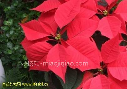 怎样盆栽一品红 