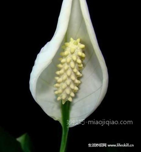 如何养护白鹤芋？ 