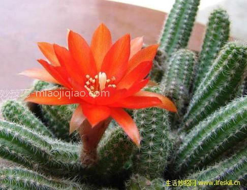 如何选购仙人指？ 