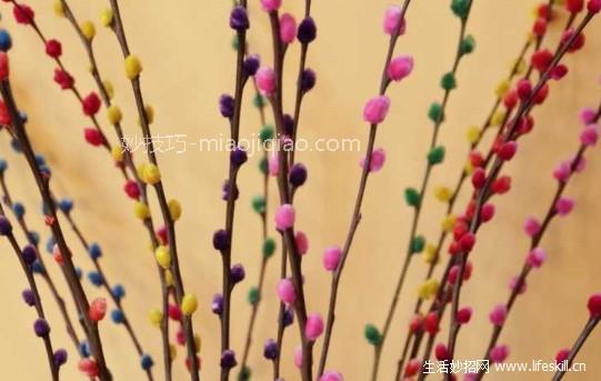 银芽柳的栽培养护要点 