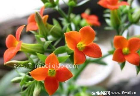 长寿花为何能“长寿”？ 