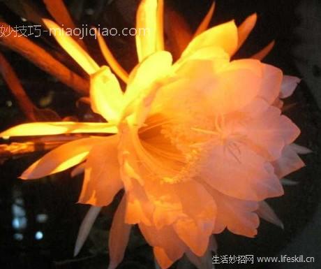 昙花的养护要点 