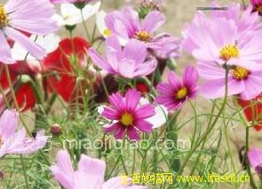 波斯菊的资料 