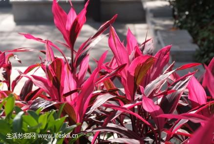 朱蕉的功效与作用 