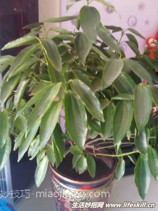 你知道花要多久才浇一次水吗？ 