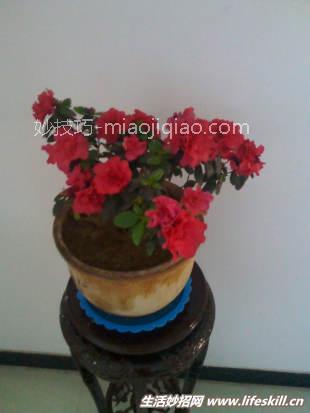 你知道花要多久才浇一次水吗？