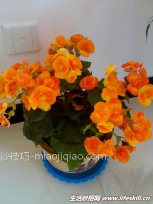 你知道花要多久才浇一次水吗？