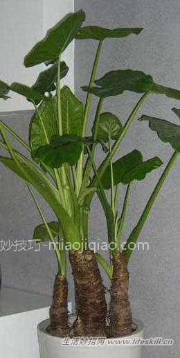 14种植物在房间里的神奇功效 