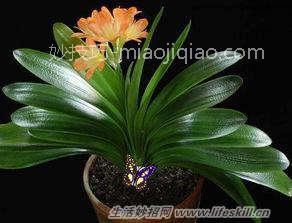 14种植物在房间里的神奇功效