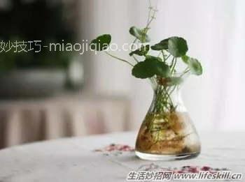 水培花卉要增氧 