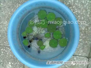 手把手教你在家栽培碗莲