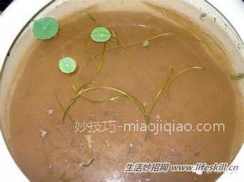 手把手教你在家栽培碗莲