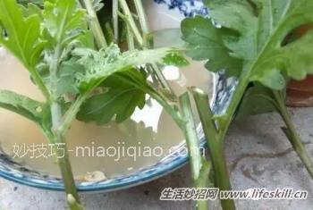 图解菊花扦插技术