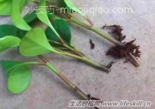 养花遇到烂根情况怎么办？ 