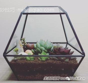 种植多肉植物要注意的4个要点