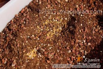 多肉植物营养配土的做法