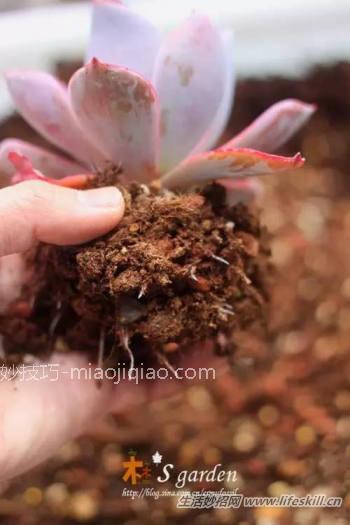多肉植物营养配土的做法