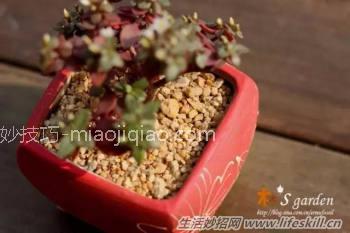 多肉植物营养配土的做法