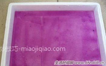 100%成活率的花卉插扦方法