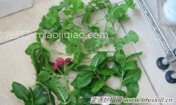 100%成活率的花卉插扦方法