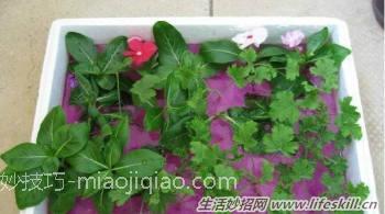 100%成活率的花卉插扦方法